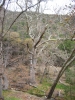 PICTURES/Ramsey Canyon Inn & Preserve/t_Ramsey Preserve -  Trees 2.JPG